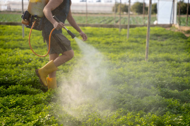 Wasp Removal Services in Charlotte Harbor, FL